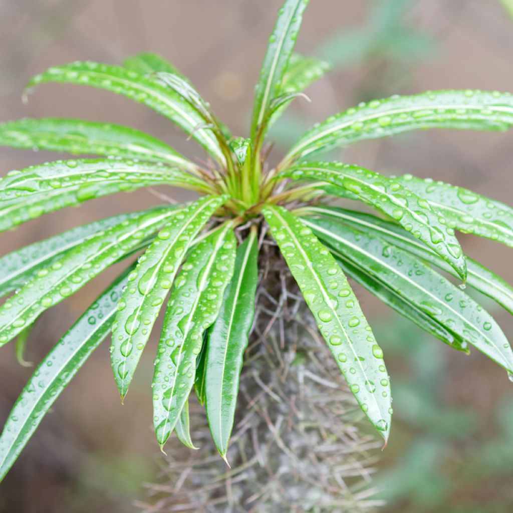 Pachypodium lamerei - Palmier de Madagascar