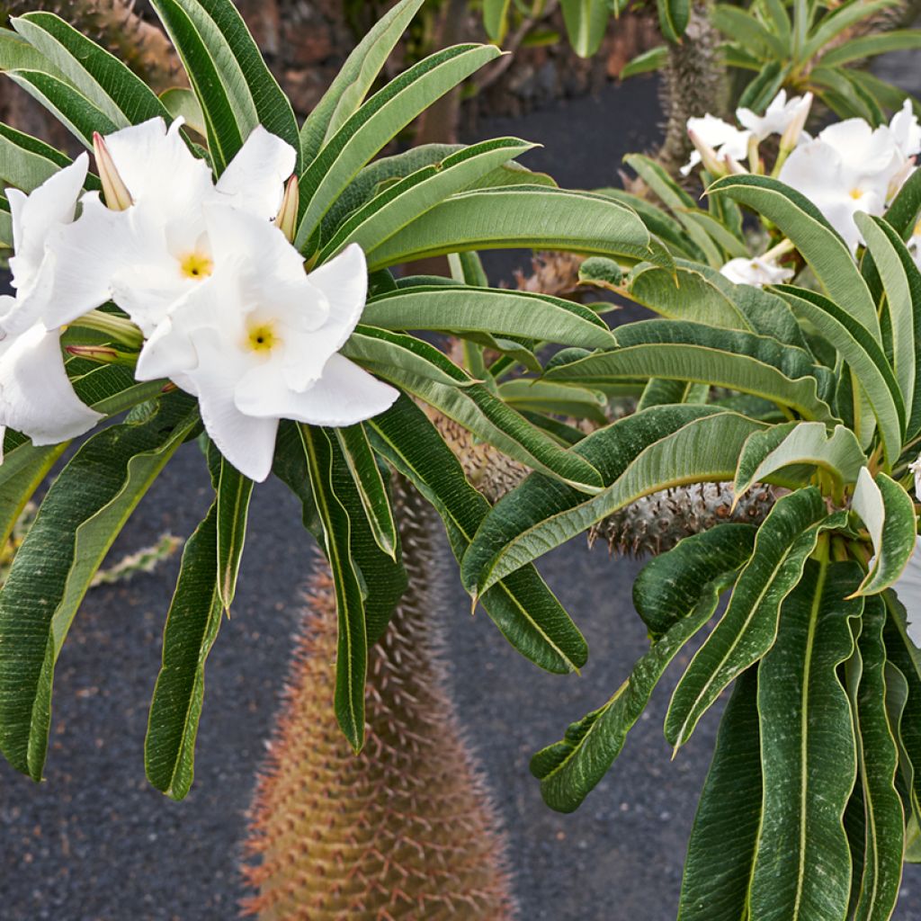 Pachypodium lamerei - Palmier de Madagascar