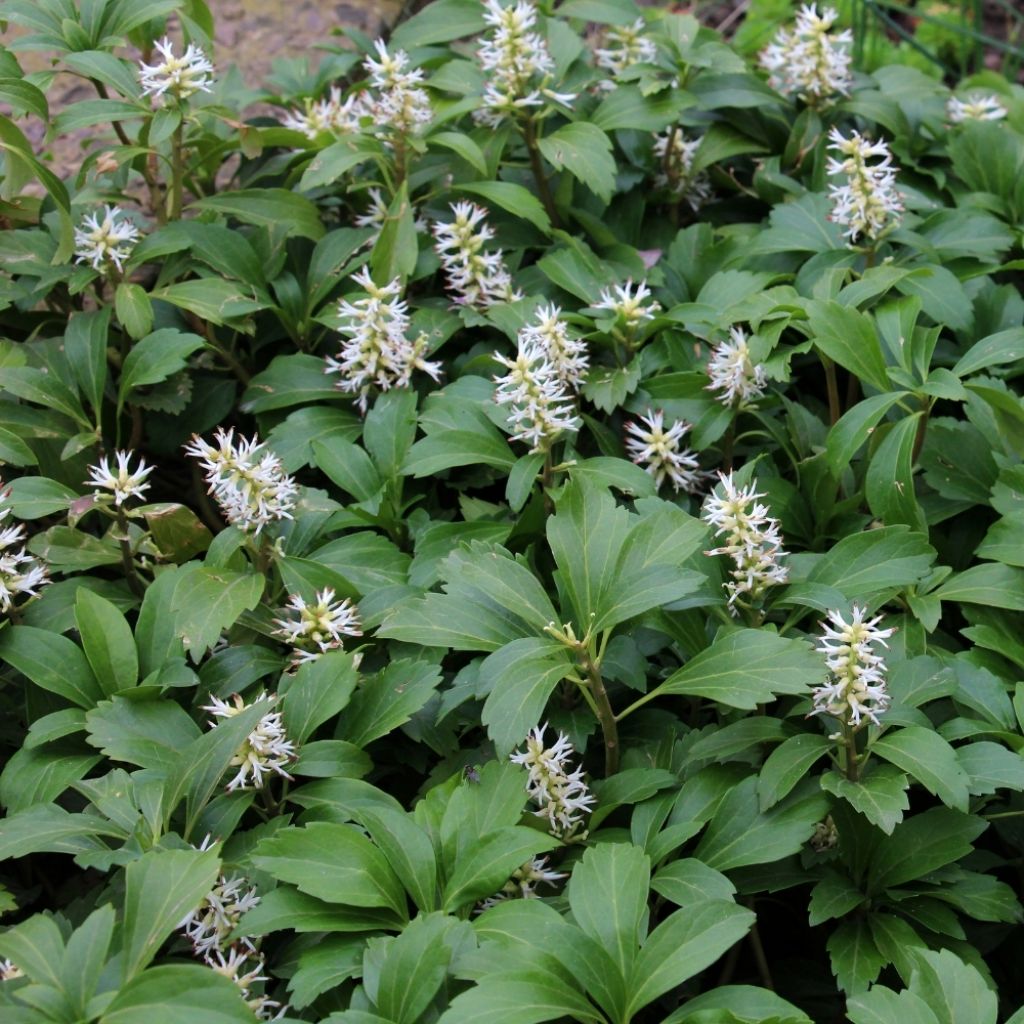 Pachysandra terminalis