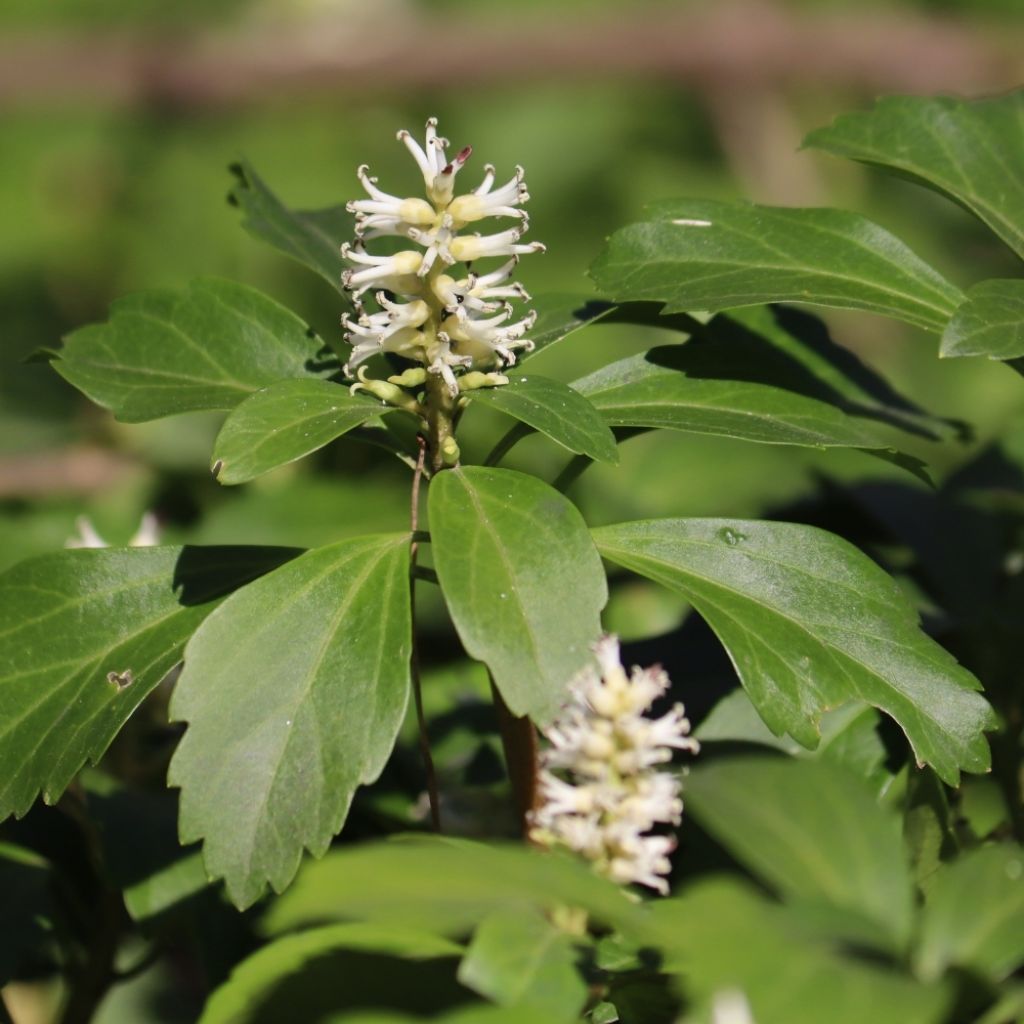 Pachysandra terminalis