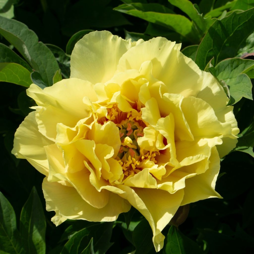 Pivoine Itoh Bartzella