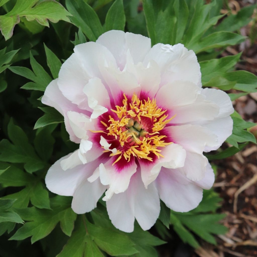 Pivoine Itoh Cora Louise