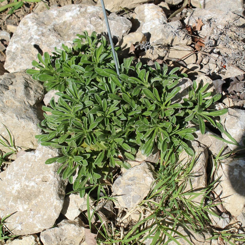 Pallenis maritima Aurelia Gold - Astérolide maritime