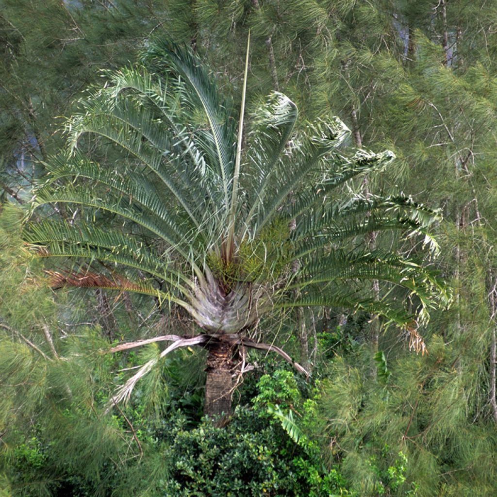 Dypsis decaryi - Palmier triangle
