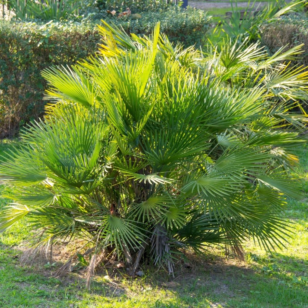 Chamaerops humilis Compacta - Palmier nain