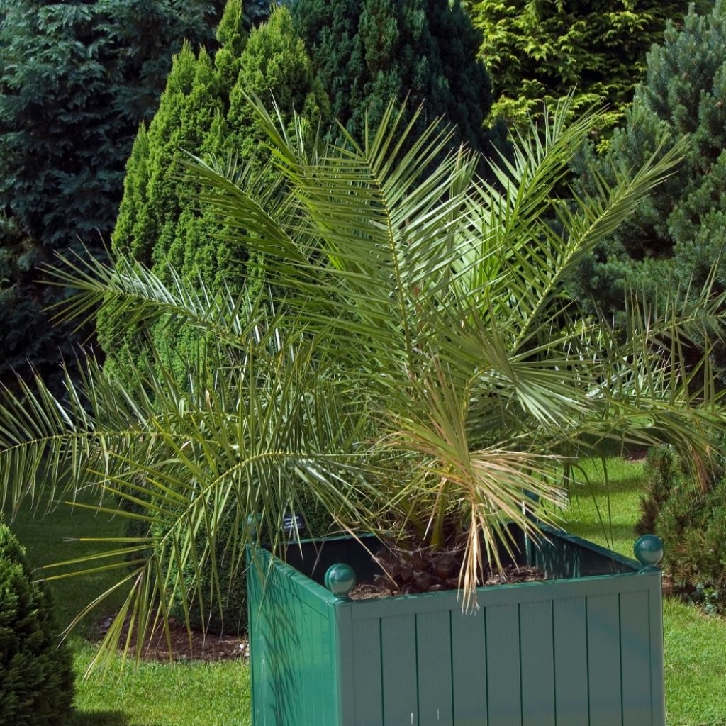 Phoenix canariensis - Palmier dattier des Canaries