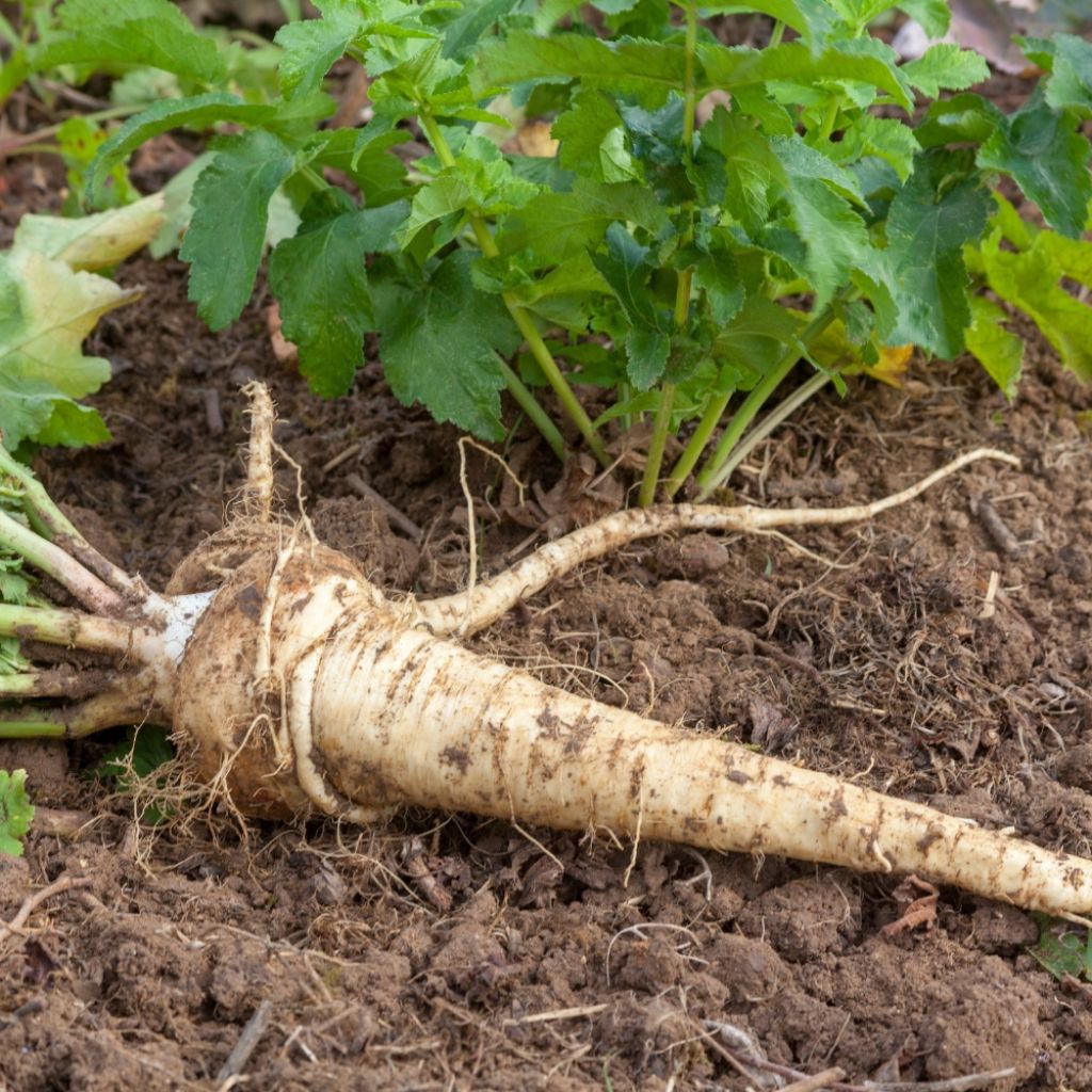 Panais demi-long de Guernesey - Pastinaca sativa