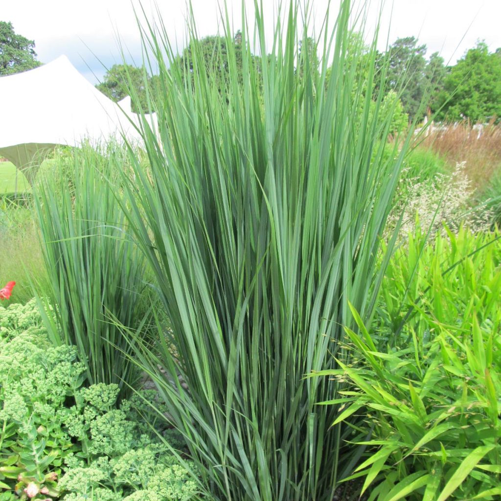 Panic érigé- Panicum virgatum Northwind 