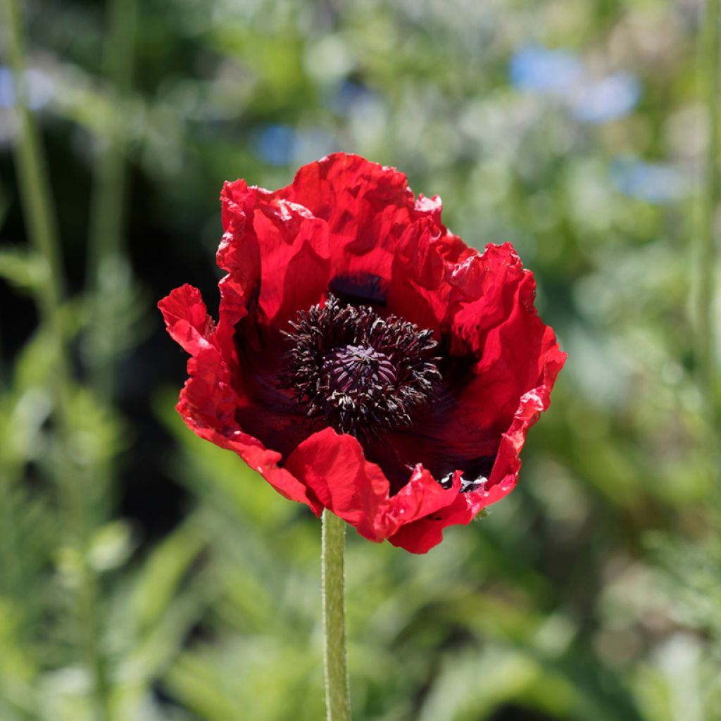 Graines de Pavot bracteatum (Great Scarlet) - Pavot de Perse