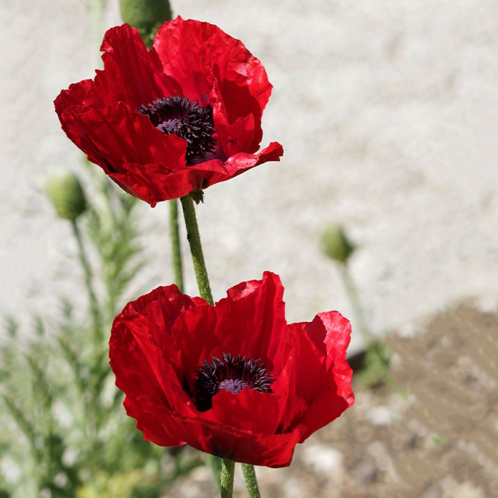 Graines de Pavot bracteatum (Great Scarlet) - Pavot de Perse