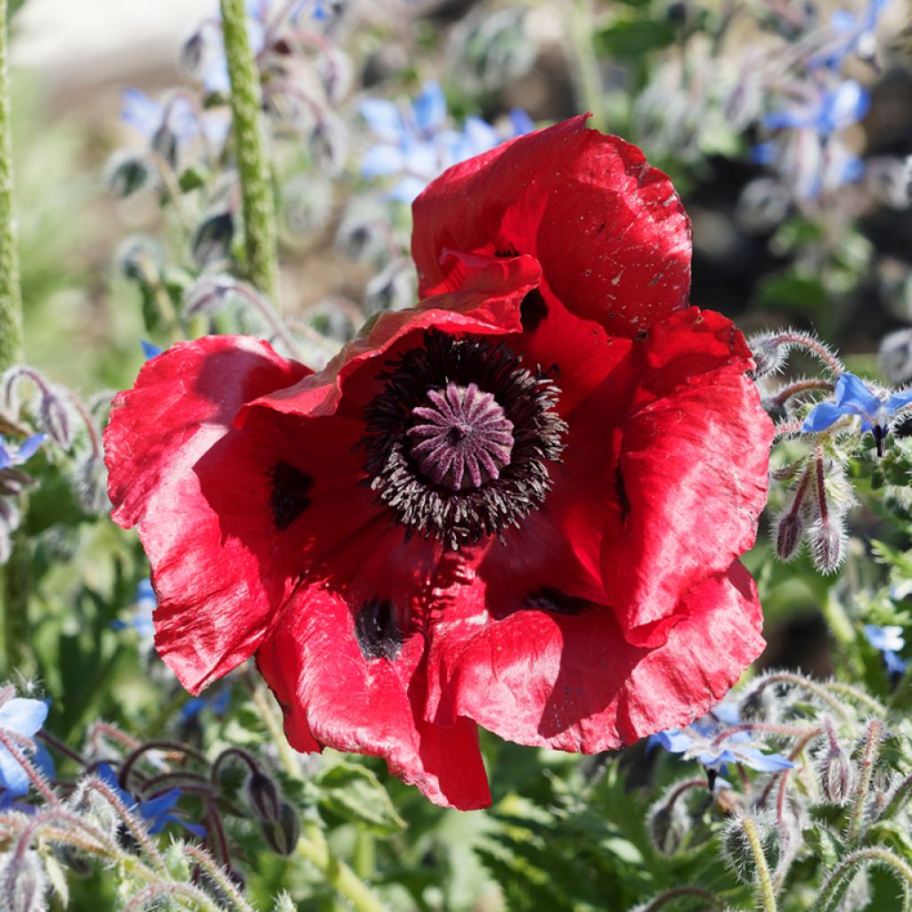 Graines de Pavot bracteatum (Great Scarlet) - Pavot de Perse