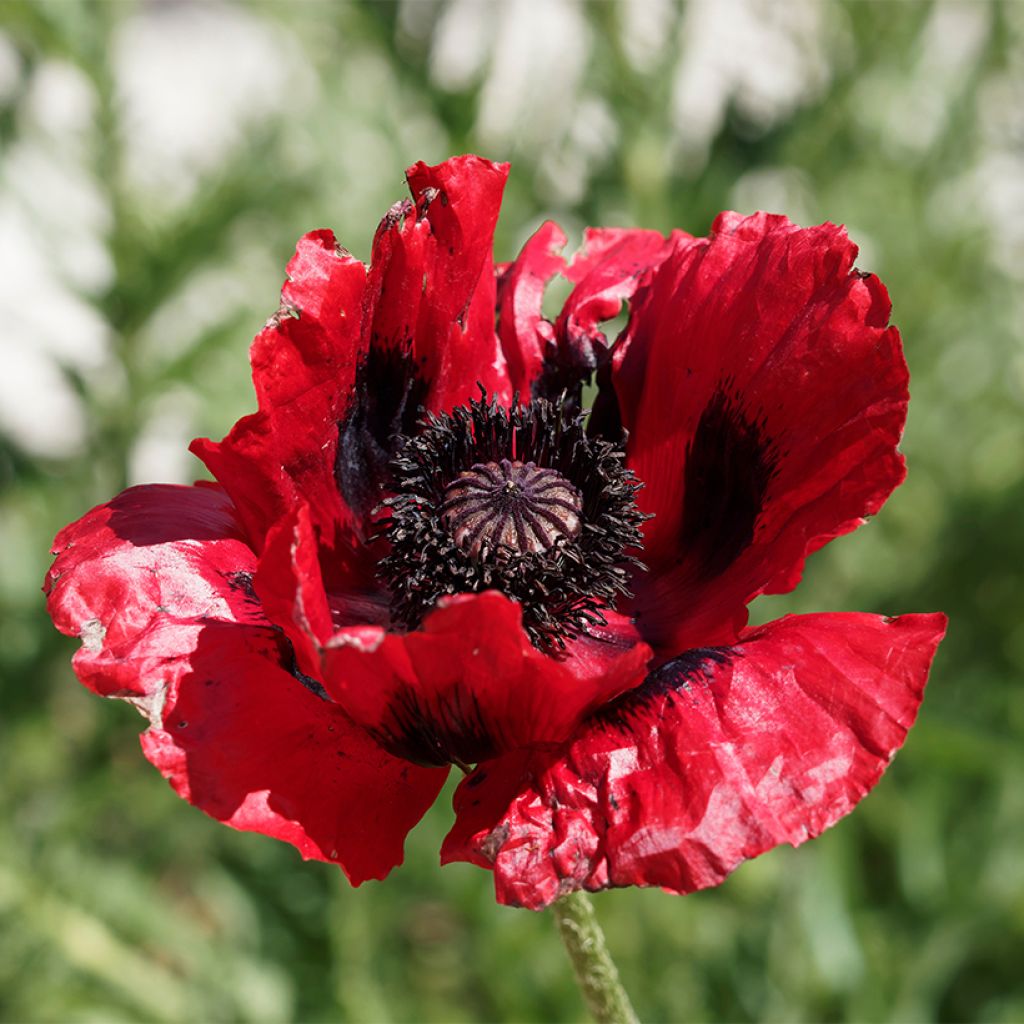 Graines de Pavot bracteatum (Great Scarlet) - Pavot de Perse