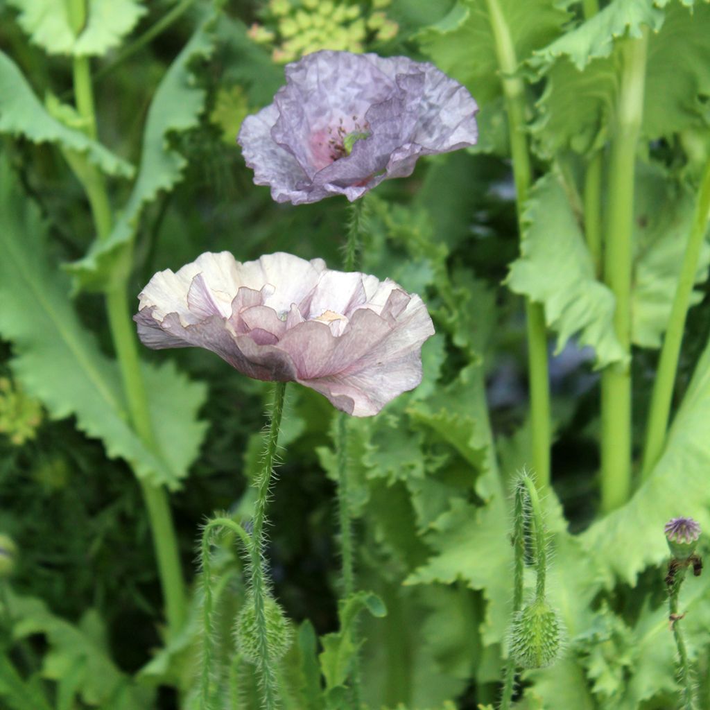 Graines de coquelicot Amazing Grey - Papaver rhoeas