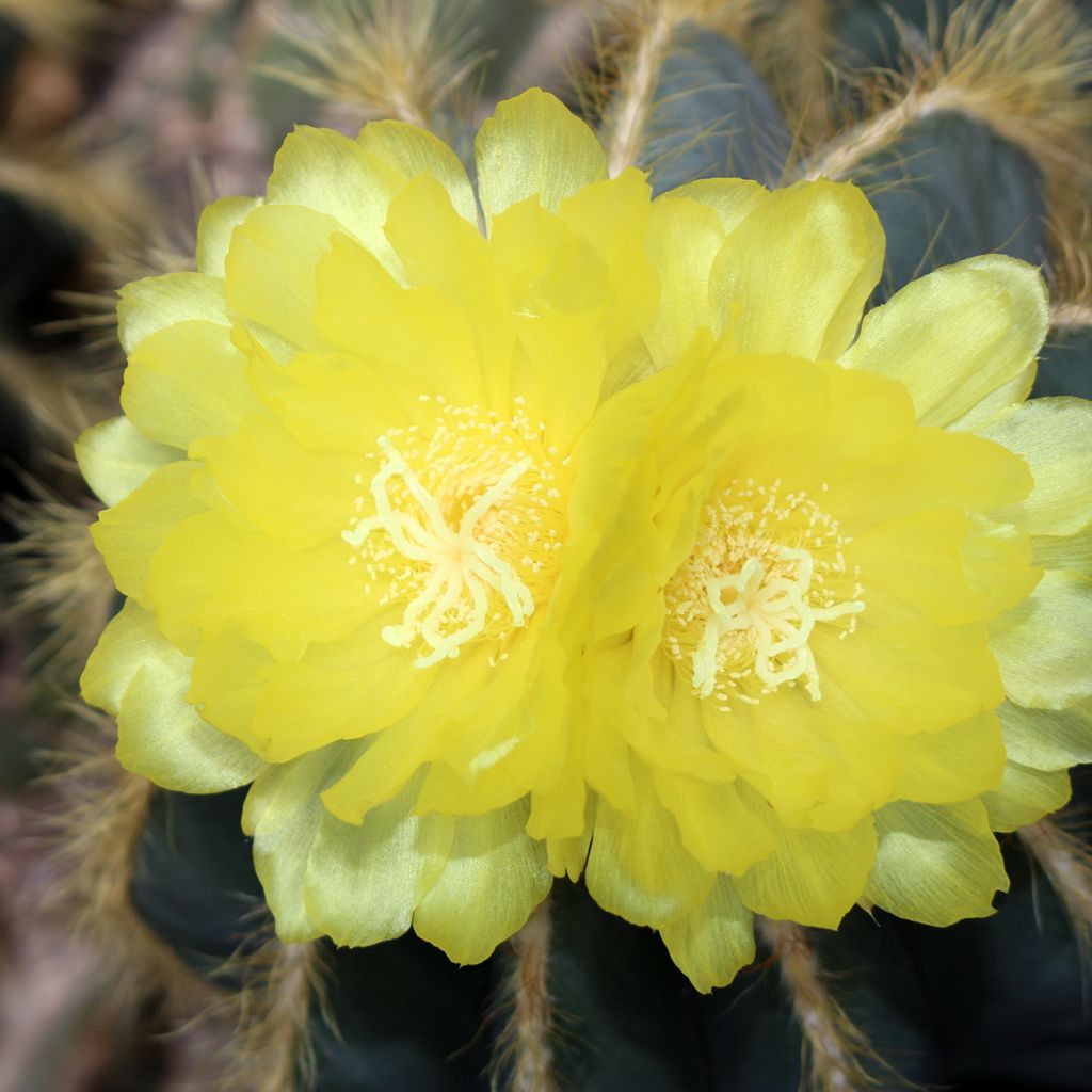 Parodia magnifica - Notocactus magnificus