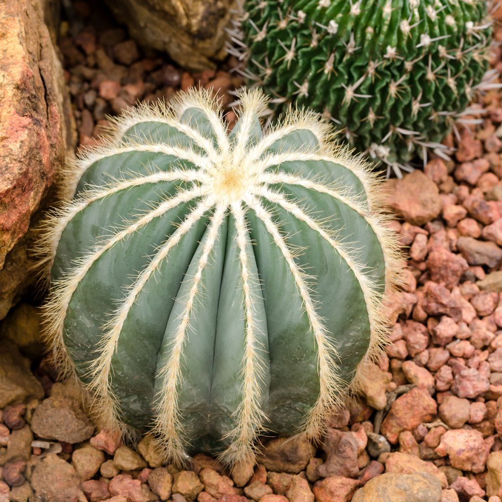 Parodia magnifica - Notocactus magnificus