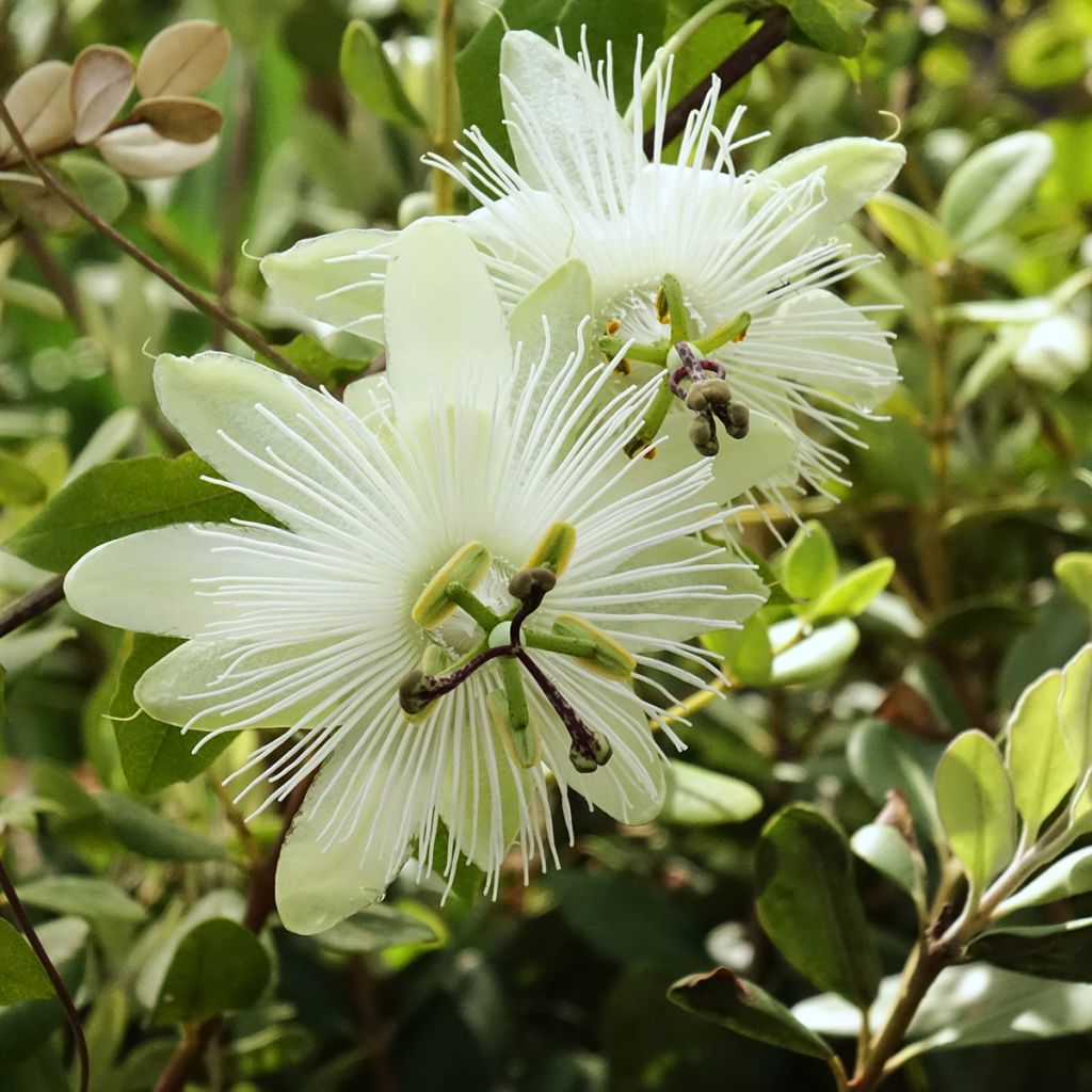 Passiflora subpeltata - Fleur de la Passion