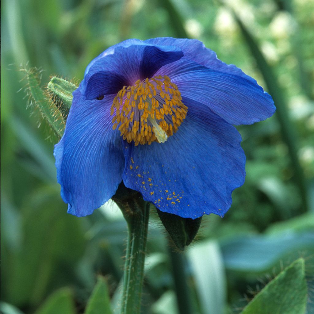 Pavot bleu - Meconopsis x sheldonii