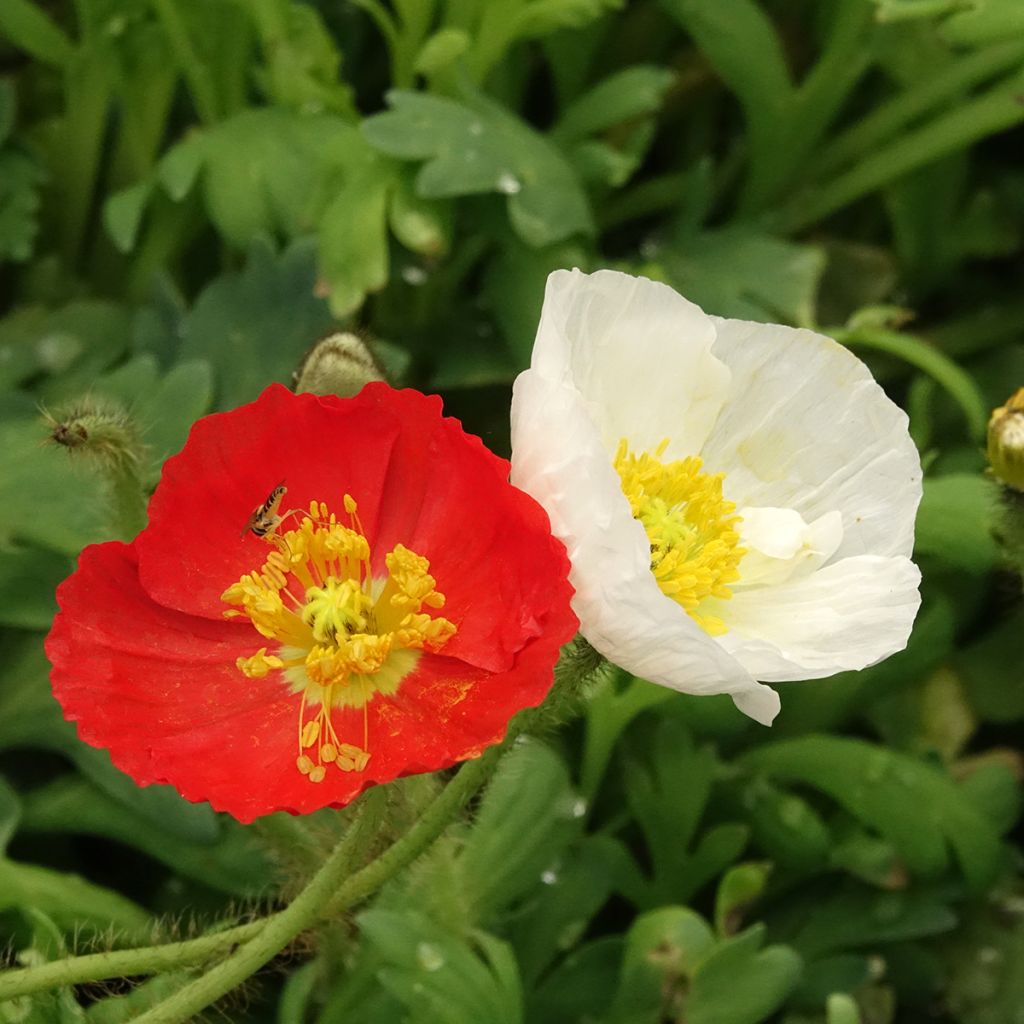 Pavot d Islande - Papaver nudicaule Gartenzwerg