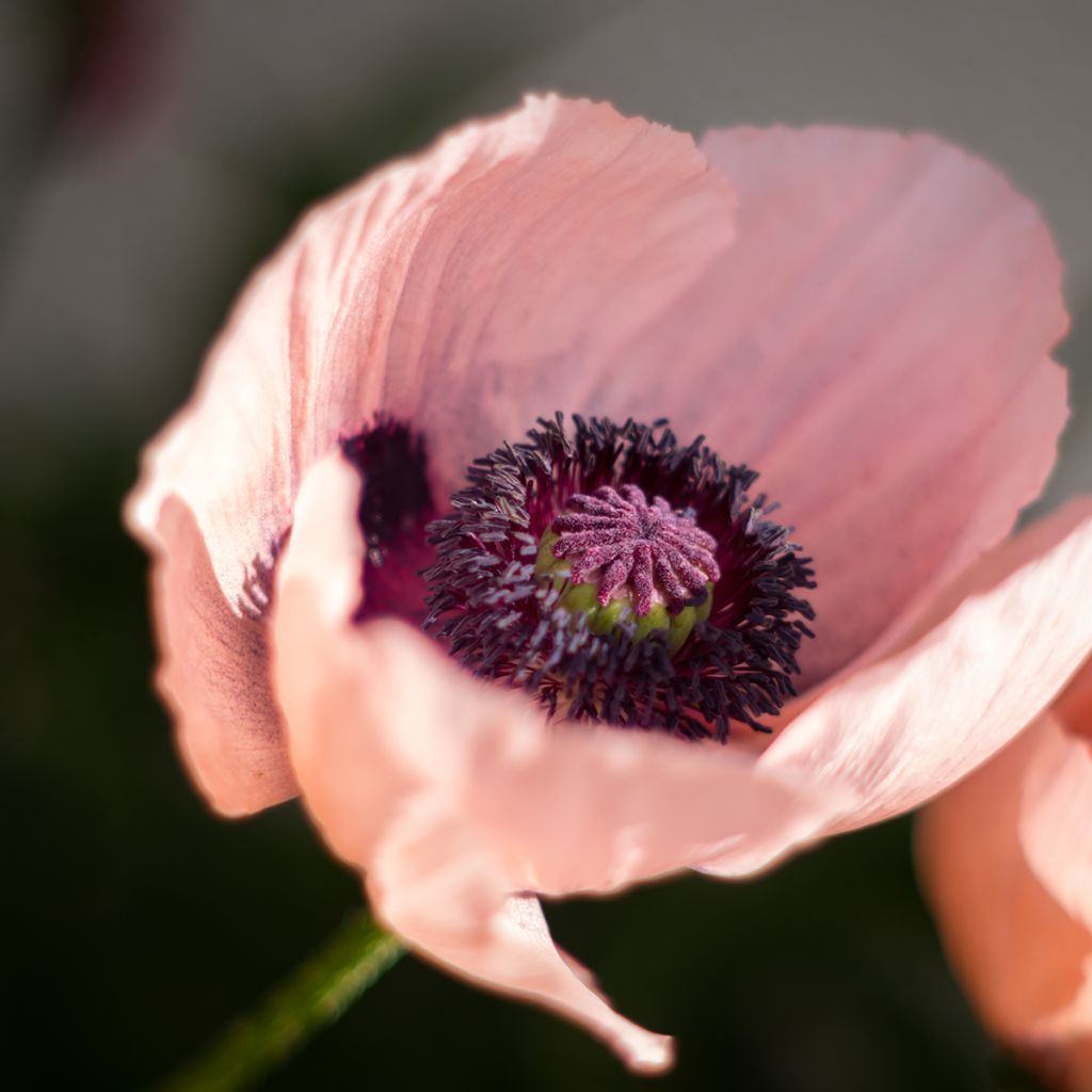 Pavot d'Orient Princess Victoria Louise - Papaver orientale