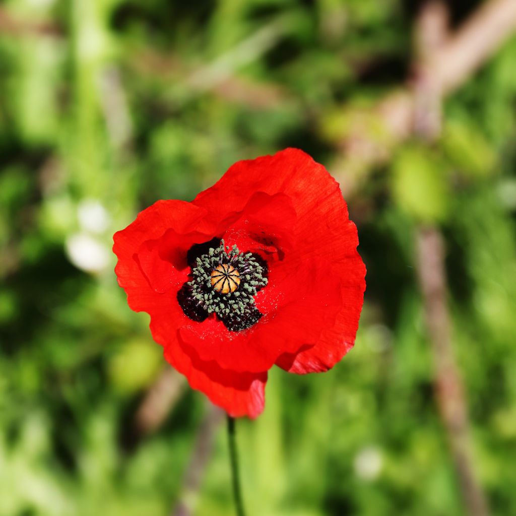 Pavot d'Orient rouge - Papaver orientale Allegro