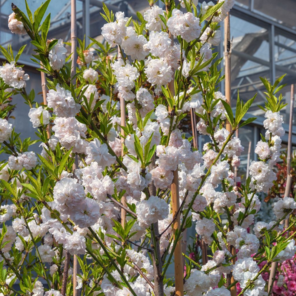 Pêcher à fleurs - Prunus persica Taoflora White