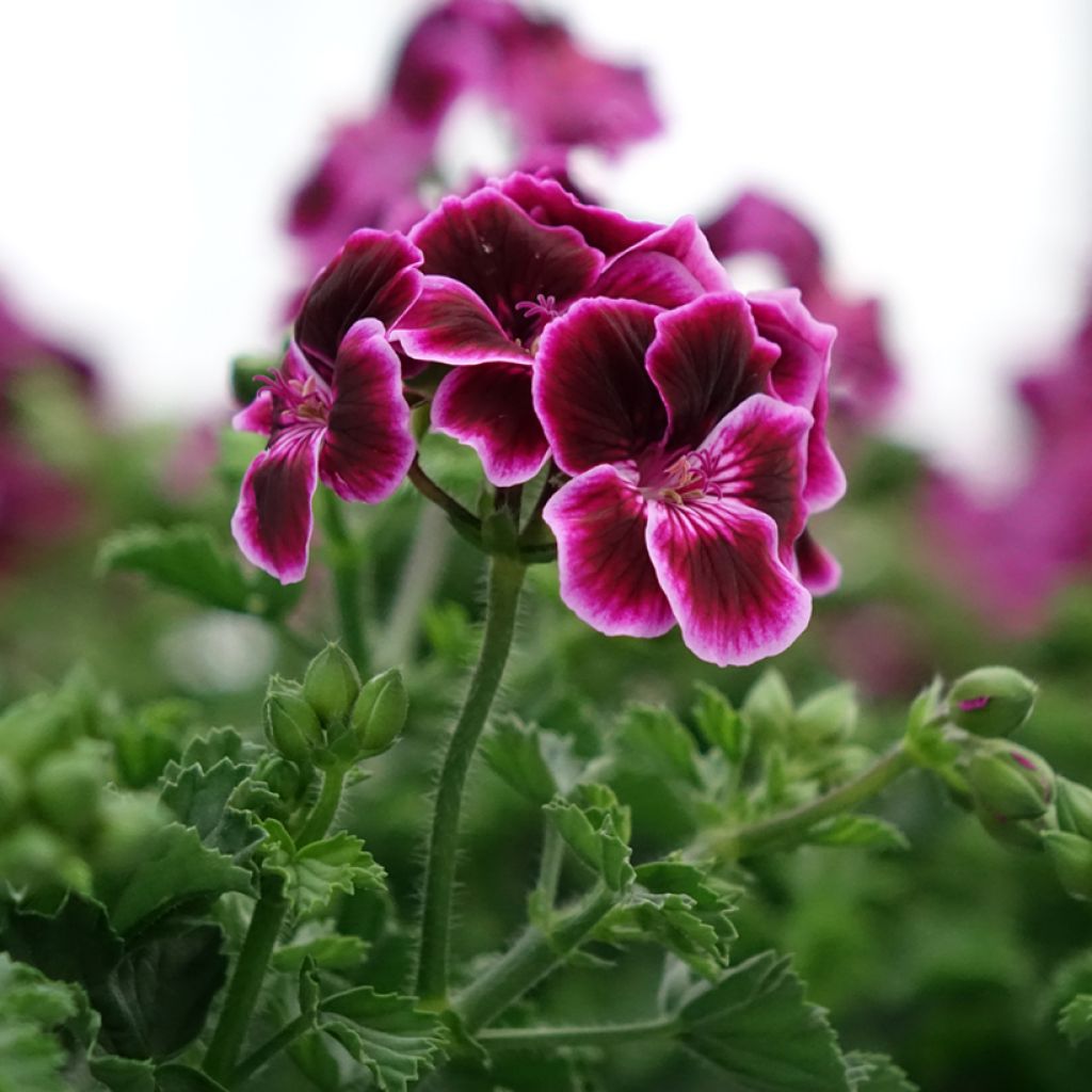 Pelargonium - Géranium parfumé Mosquitaway Megan