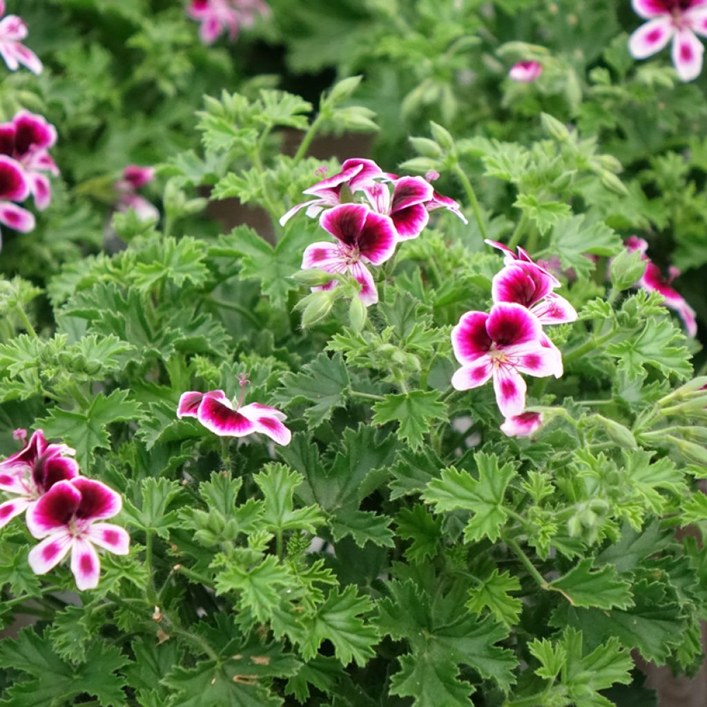 Pelargonium Mosquitaway Eva