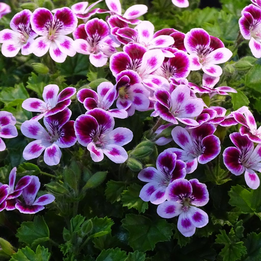 Pelargonium - Geranium parfumé Mosquitaway Nova