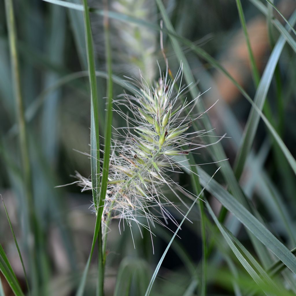 Pennisetum alopecuroides Little Bunny - Herbe aux écouvillons