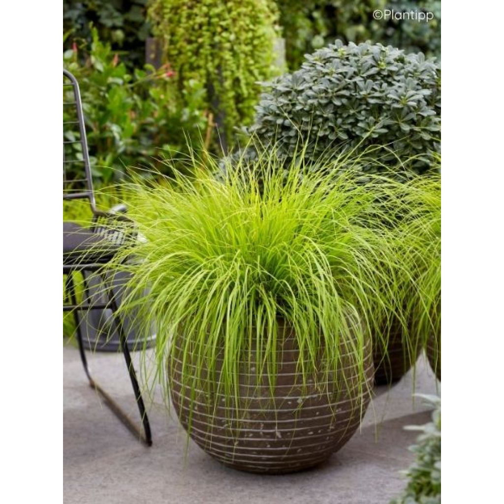 Pennisetum alopecuroides Lumen Gold - Herbe aux écouvillons