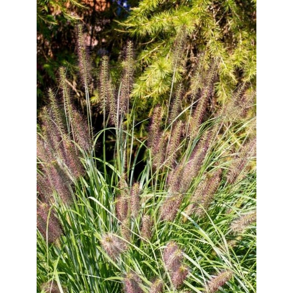 Pennisetum alopecuroides Red Head - Herbe aux écouvillons