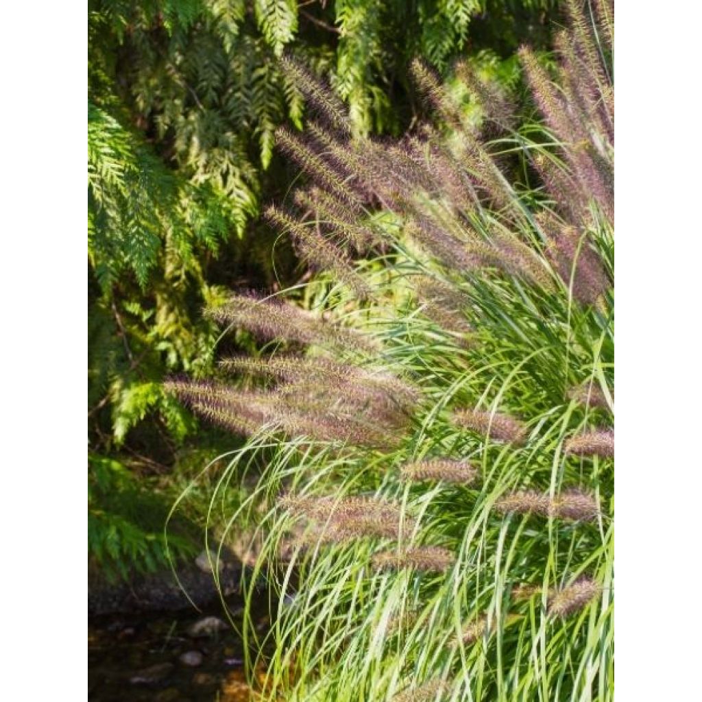 Pennisetum alopecuroides Red Head - Herbe aux écouvillons