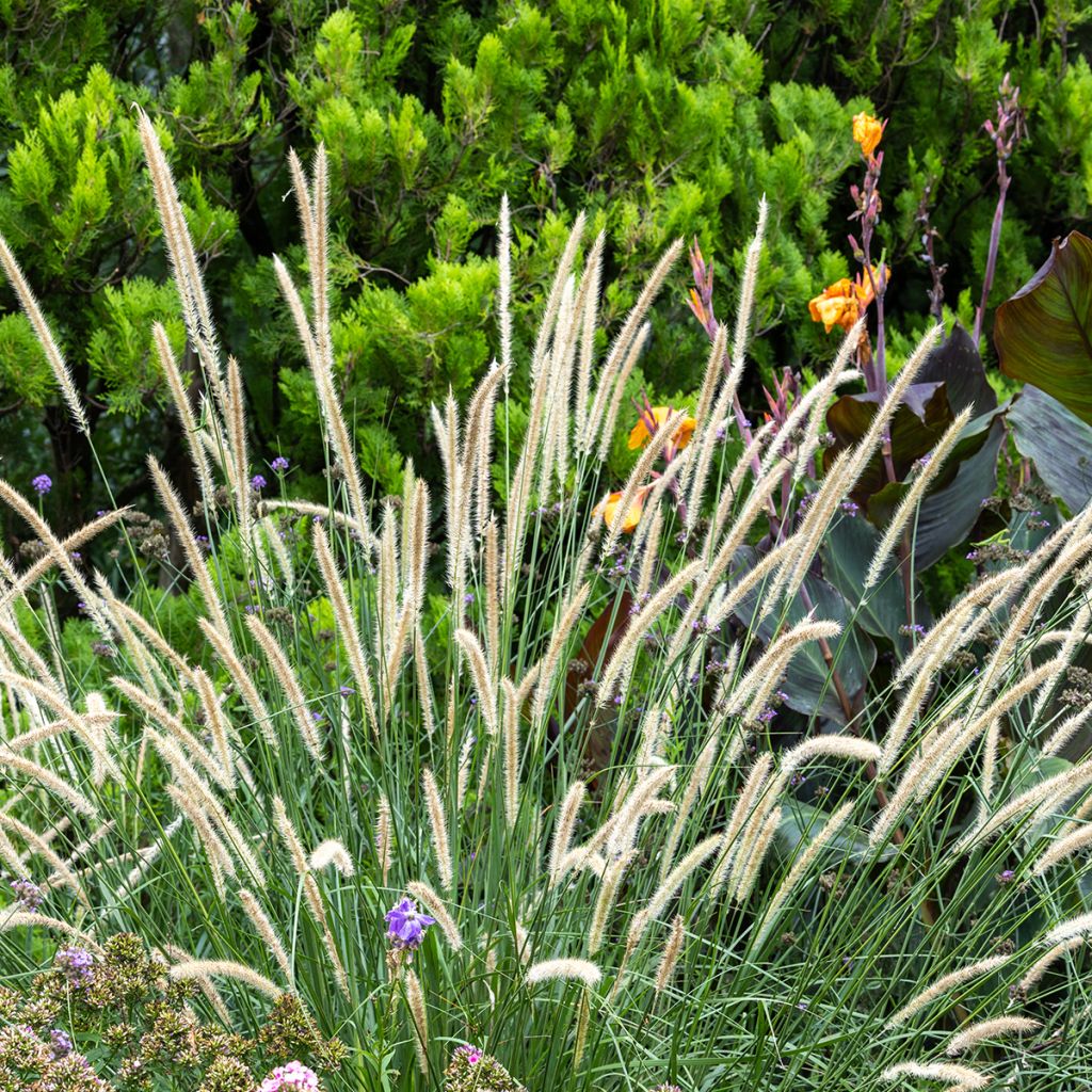 Pennisetum macrourum - Herbe aux écouvillons