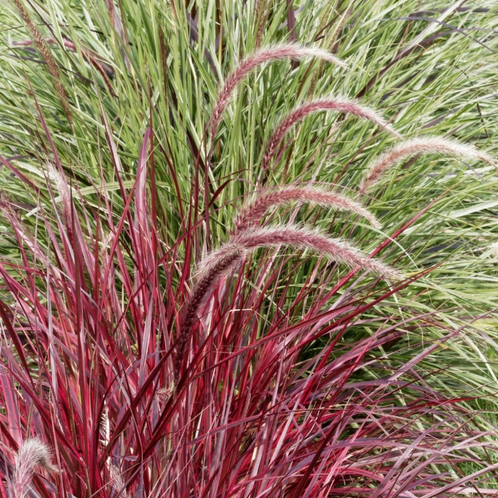 Pennisetum x advena Rubrum - Herbe aux écouvillons pourpres