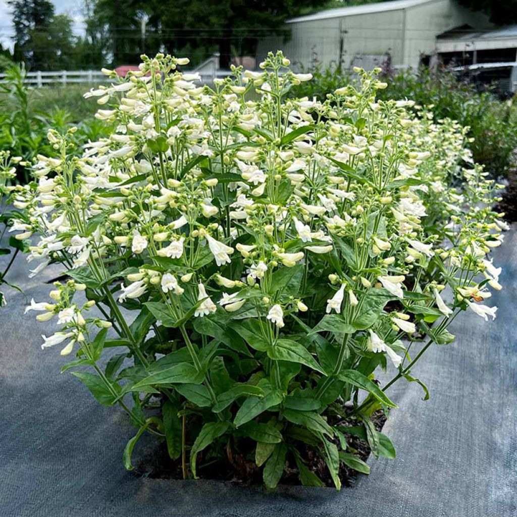 Penstemon Nova Pearl - Galane
