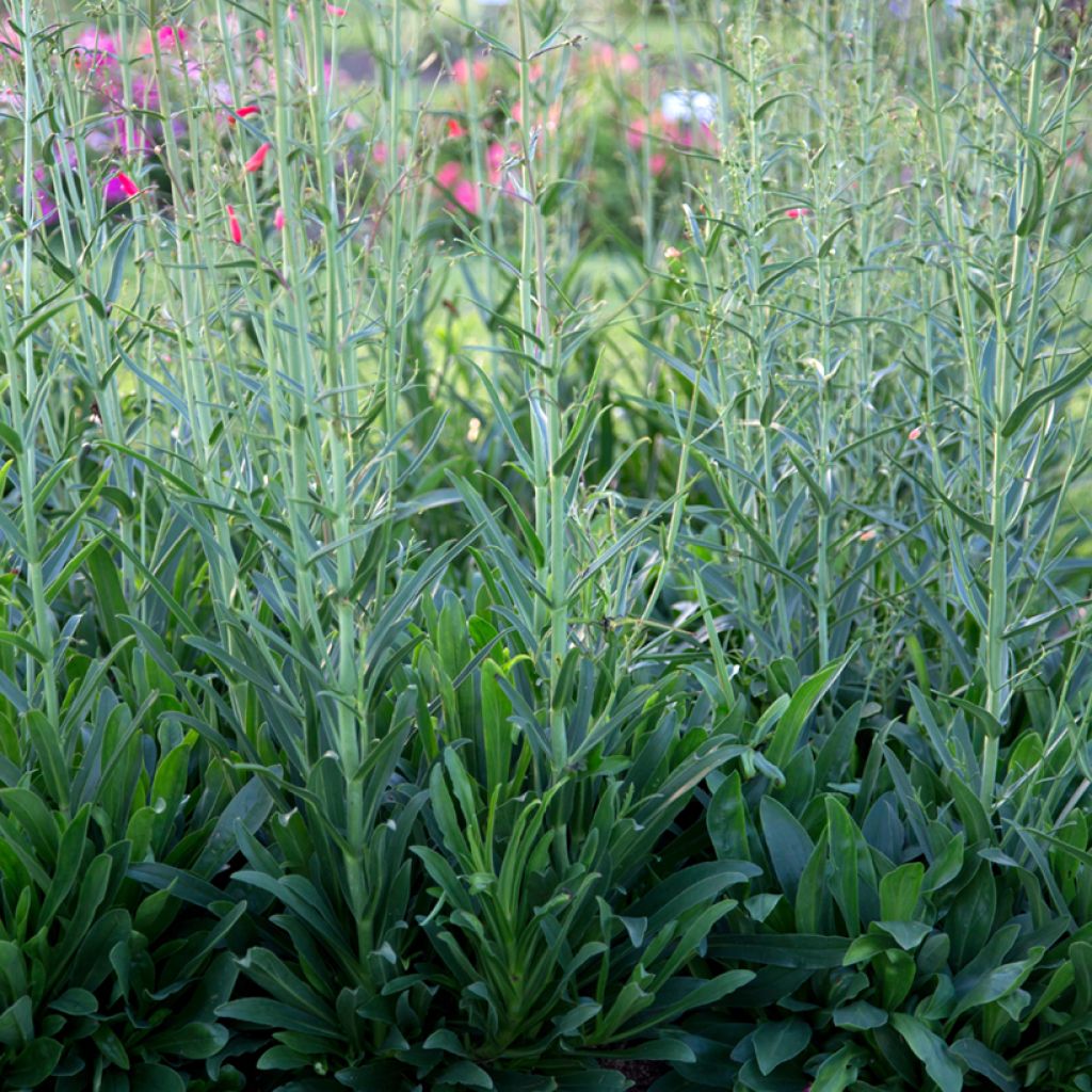 Penstemon barbatus Coccineus - Galane