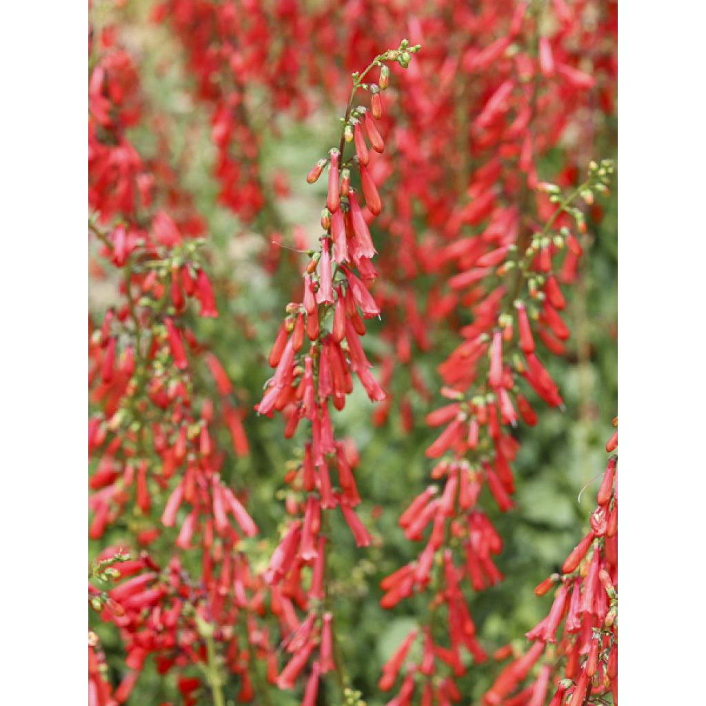 Penstemon eatonii - Penstémon d'Eaton, galane