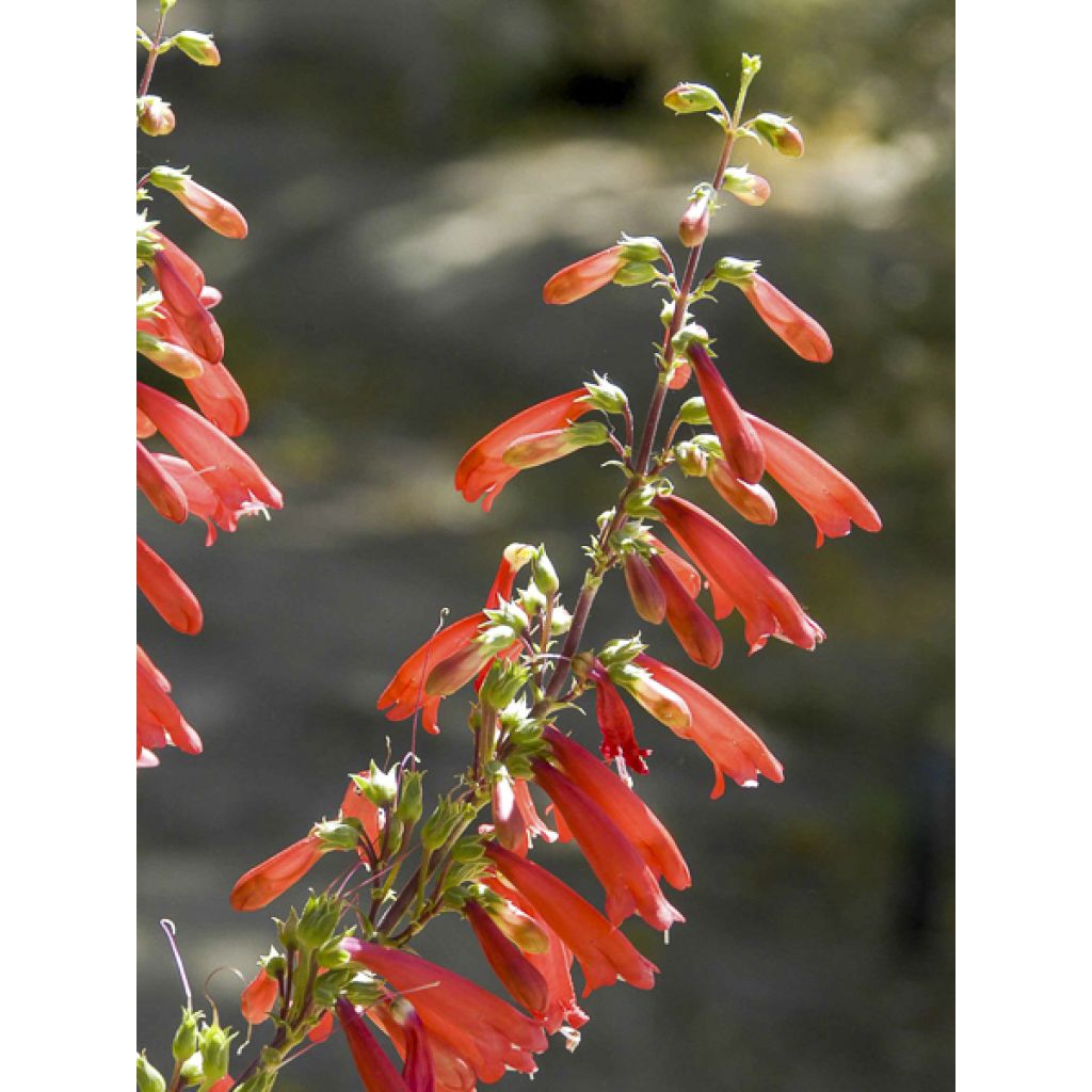 Penstemon eatonii - Penstémon d'Eaton, galane