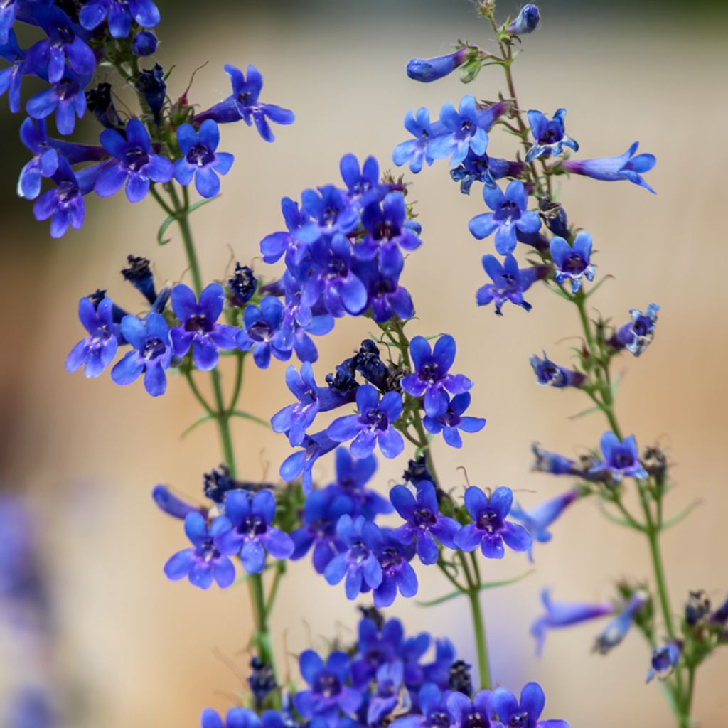 Penstemon mensarum - Galane