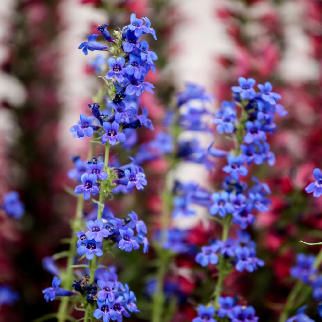 Penstemon mensarum - Galane