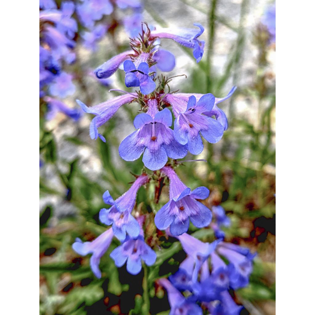 Penstemon virens - Galane