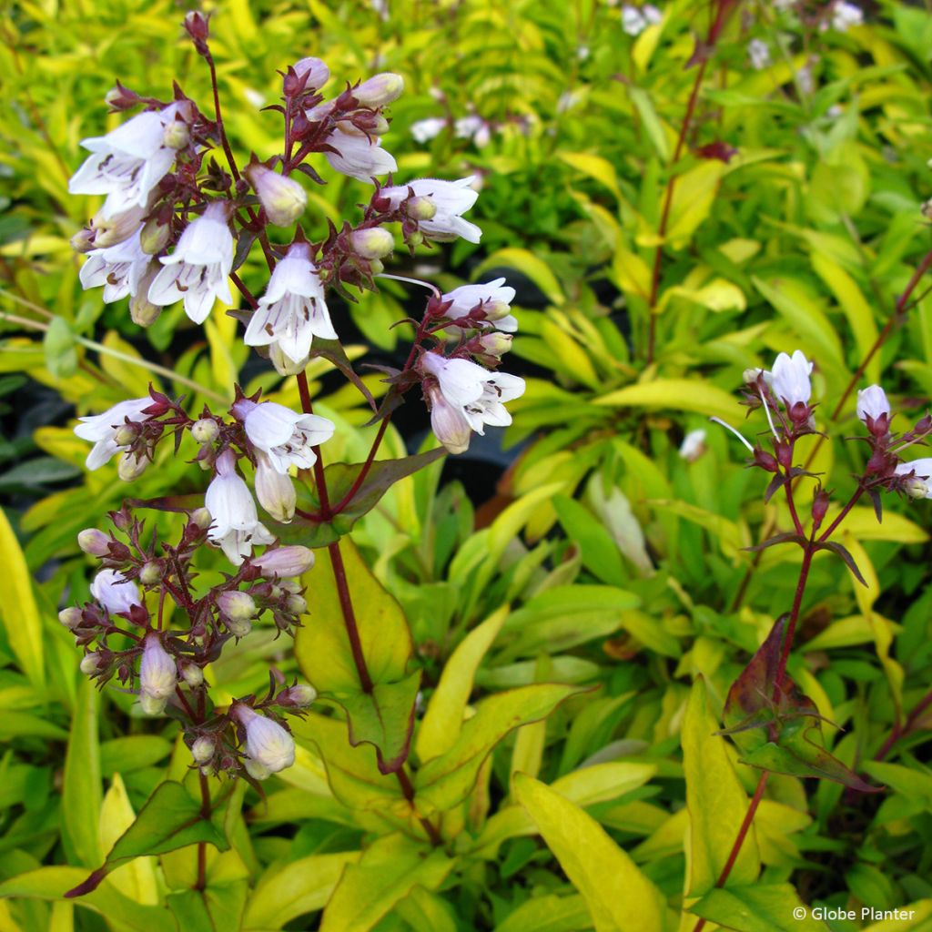 Penstemon digitalis Goldfinger - Galane