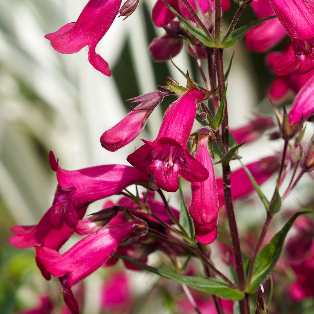 Penstemon hybride Schoenholzeri - Galane