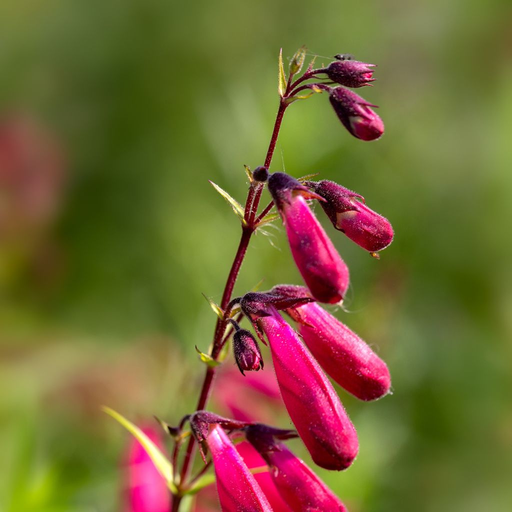 Penstemon hybride Schoenholzeri - Galane