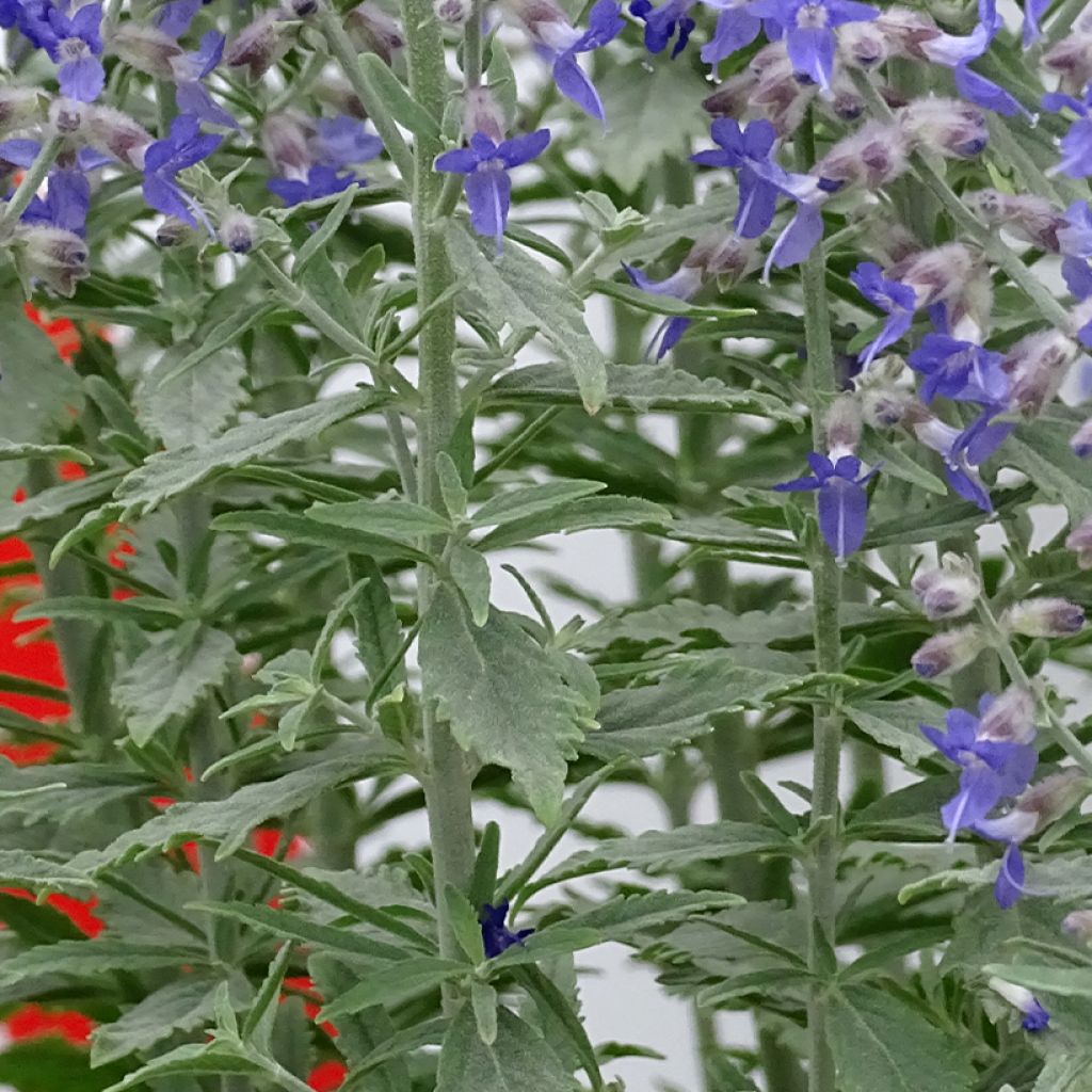 Perovskia atriplicifolia Prime time - Sauge d'Afghanistan