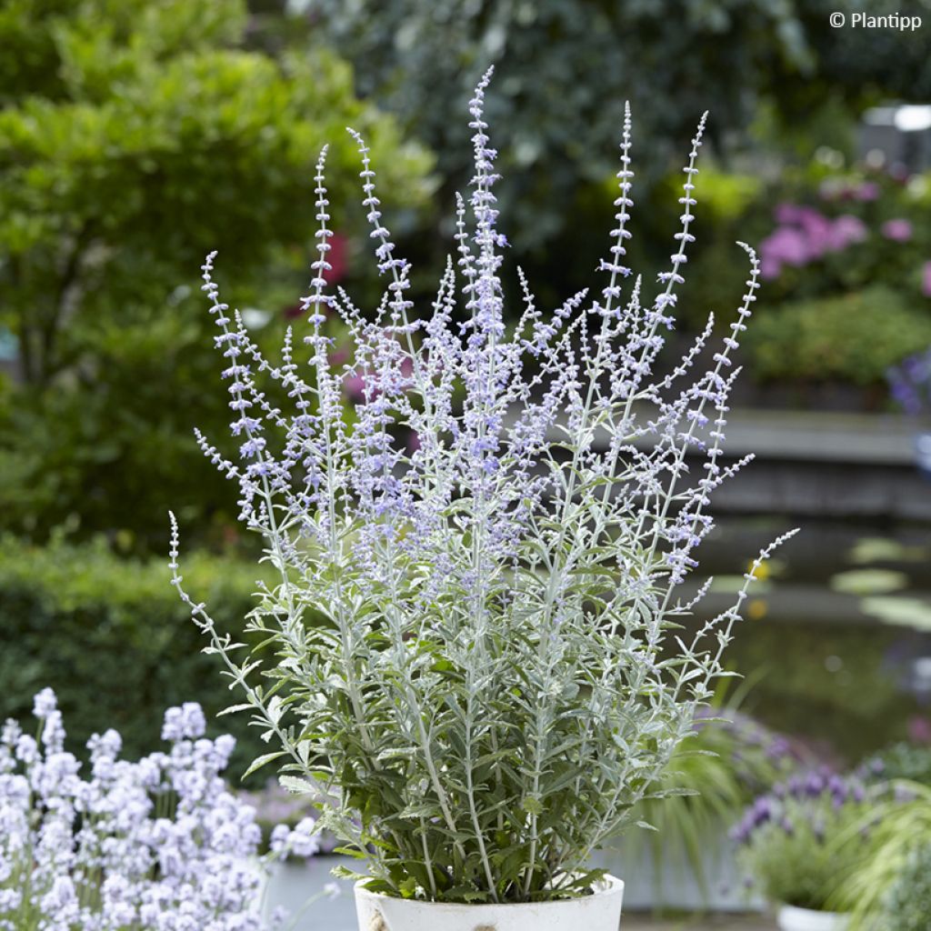 Perovskia Silvery Blue - Sauge d'Afghanistan