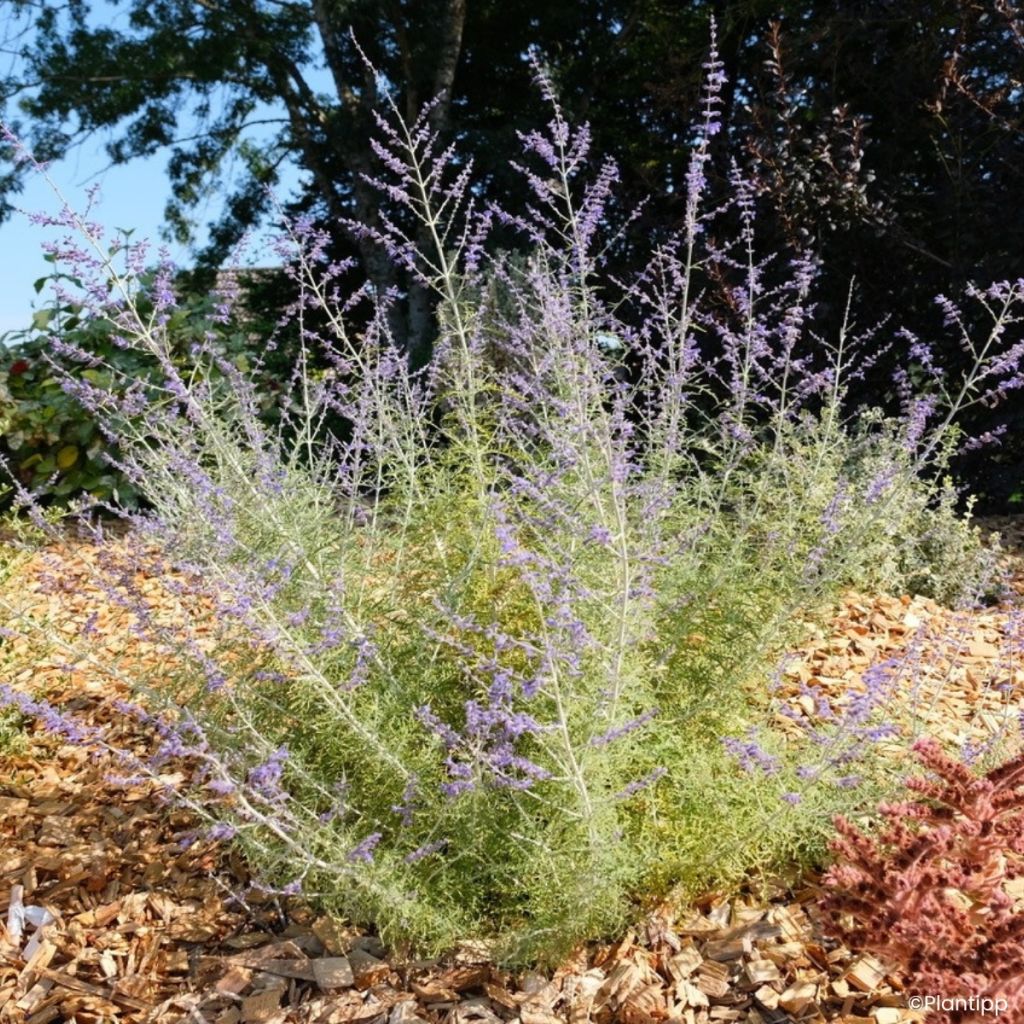 Perovskia atriplicifolia Feathery Blue - Sauge d'Afghanistan