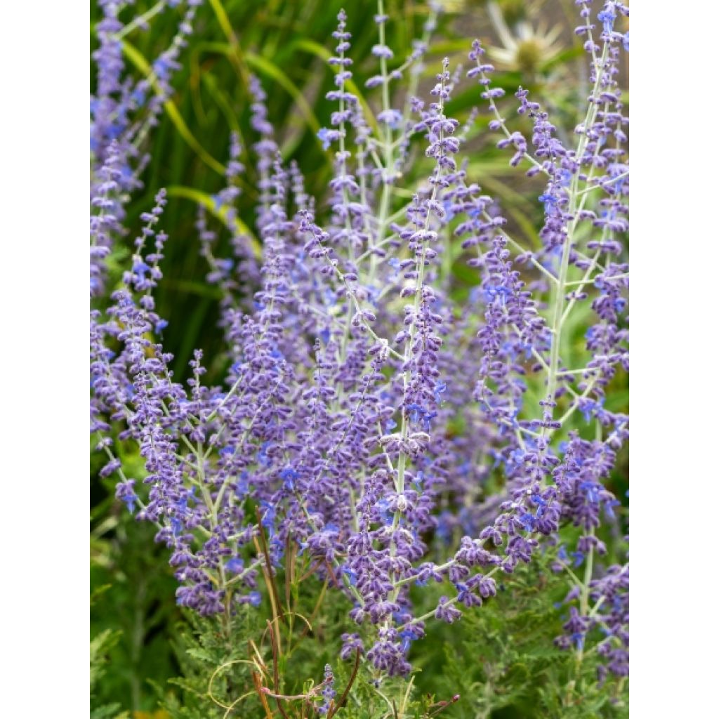 Perovskia atriplicifolia Blue Spire - Sauge de Sibérie