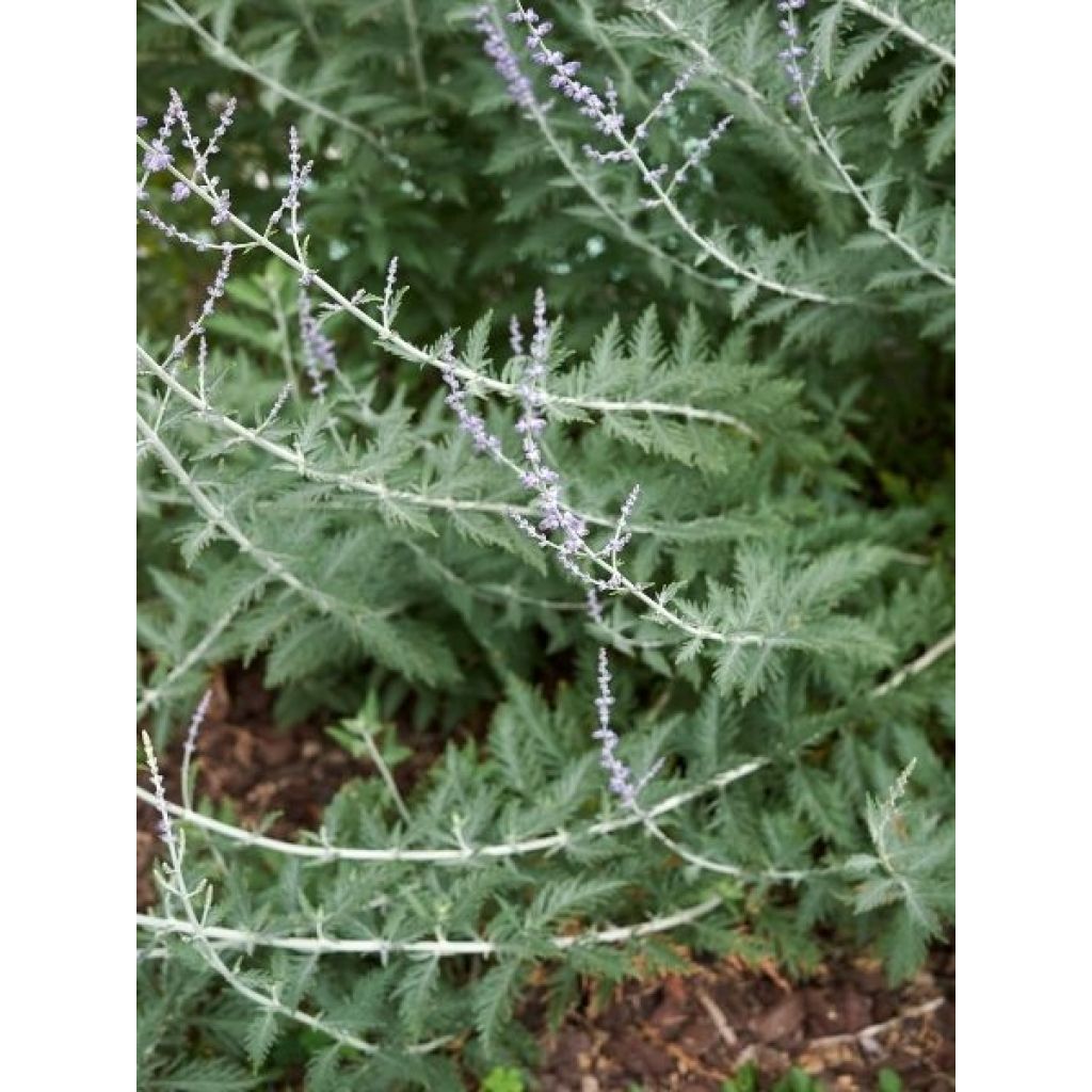 Perovskia atriplicifolia Blue Steel