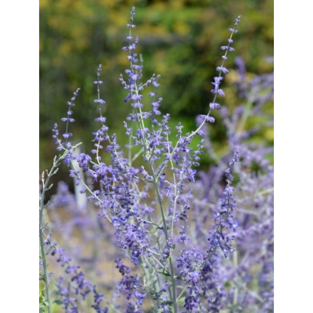 Perovskia atriplicifolia Blue Steel